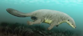 Castorocauda lutrasimilis, the "Jurassic Beaver"