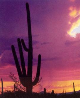 cactus0091 cactus0091