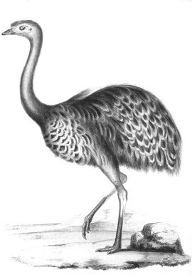 Rhea Darwinii