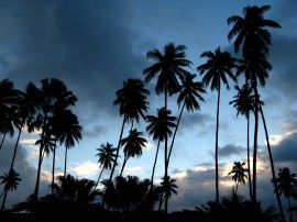 palm trees
