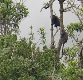 Blue Monkeys, 12,000 ft.