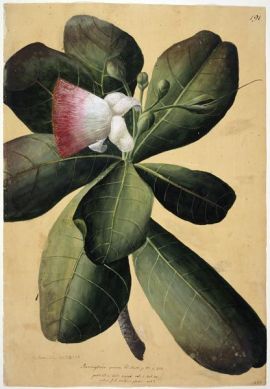 Forster illustration